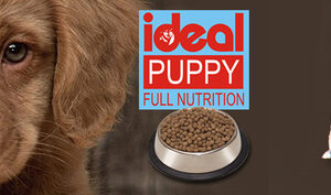 Ideal Puppy Food From -