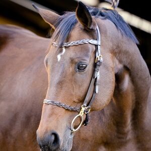 Leather plaited show bridle