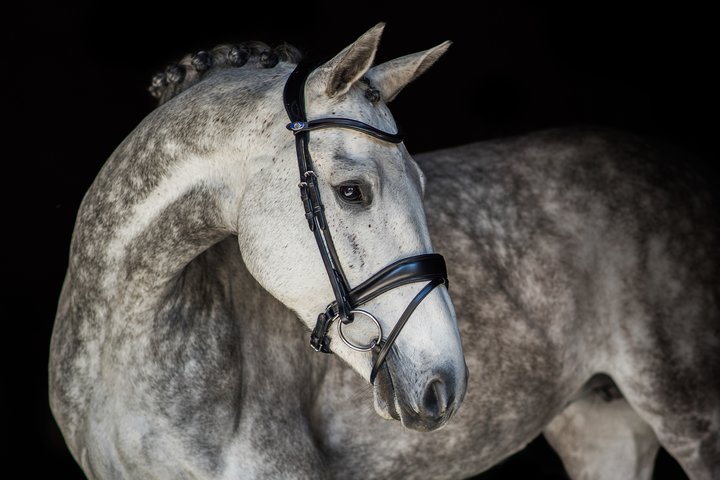 PS of sweden flying change bridle