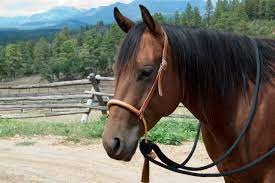 Parelli Natural Hackamore