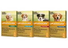 Advocate for dogs from